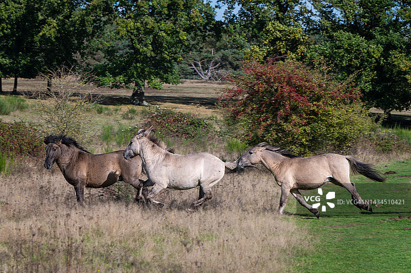 在自然中奔跑的三匹野马图片素材