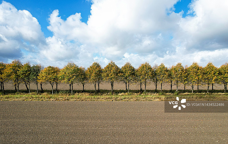 乡村道路上笔直的树行图片素材