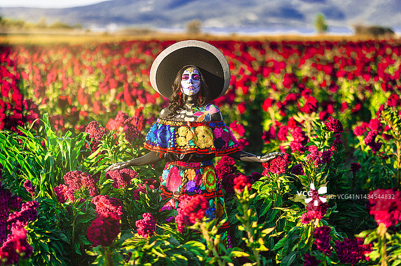 阳光下雄狮掌花田里的卡特里娜图片素材