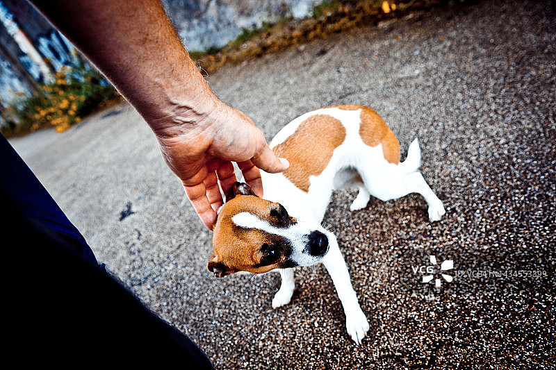 男子抚摸小狗图片素材