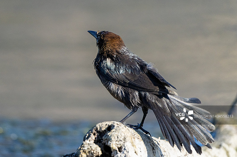 拟八哥图片素材