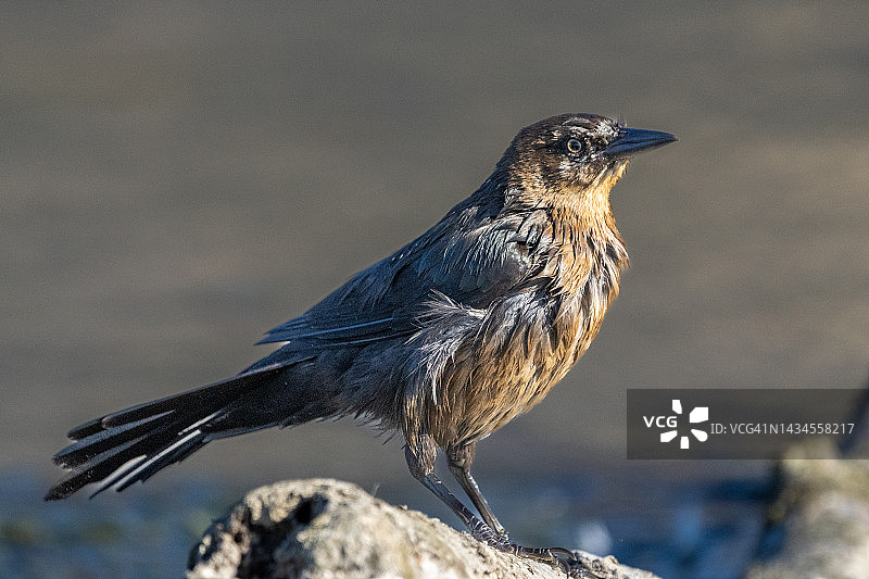 拟八哥图片素材