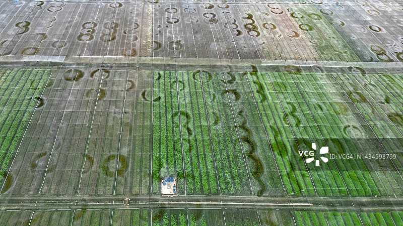 蔬菜农场无人机视角图片素材