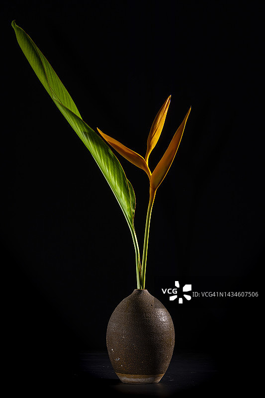 天堂鸟图片素材