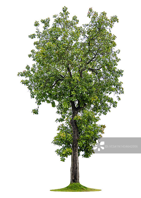 白色背景上的绿树图片素材