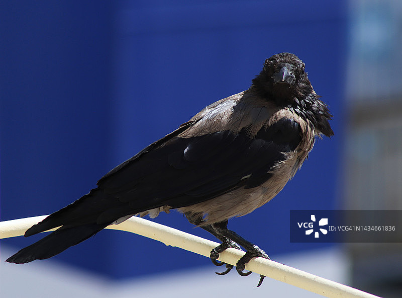 船上的乌鸦图片素材