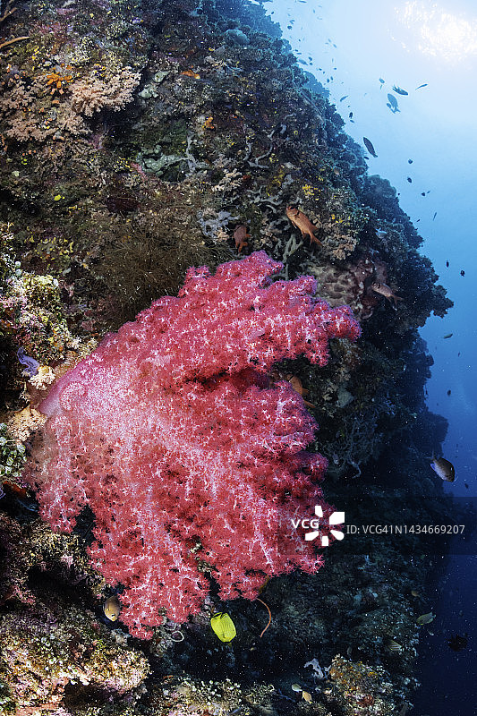 金贝湾的彩色软珊瑚，巴布亚新几内亚图片素材