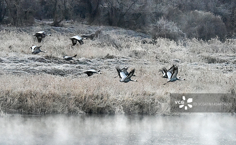 江原道铁原郡的鸟类图片素材