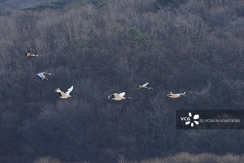 江原道铁原郡的鸟类图片素材