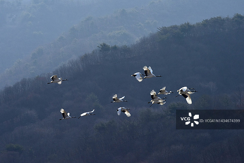 江原道铁原郡的鸟类图片素材