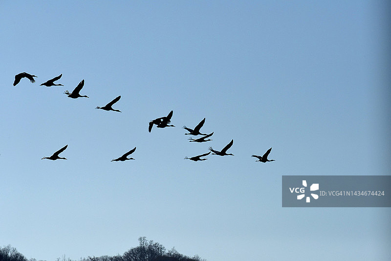 江原道铁原郡的鸟类图片素材