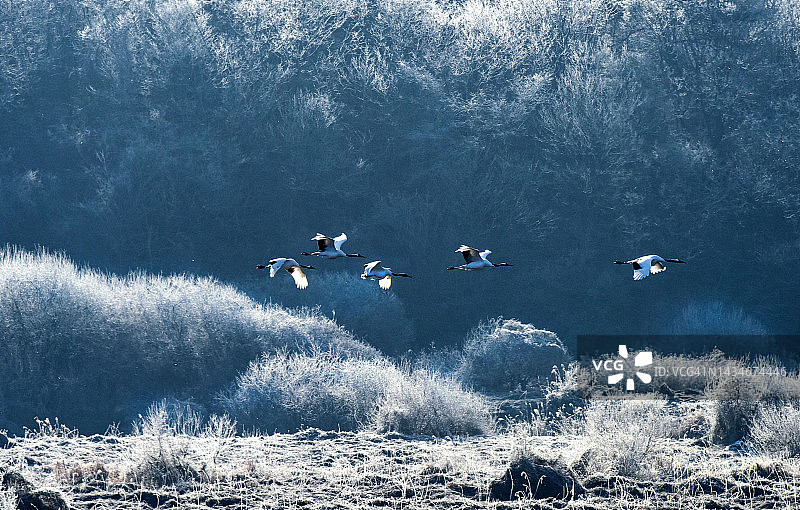 江原道铁原郡的鸟类图片素材