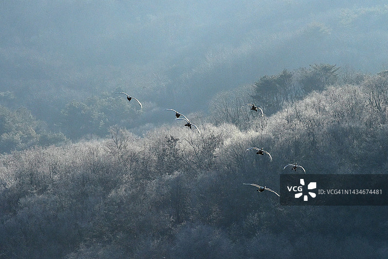 江原道铁原郡的鸟类图片素材