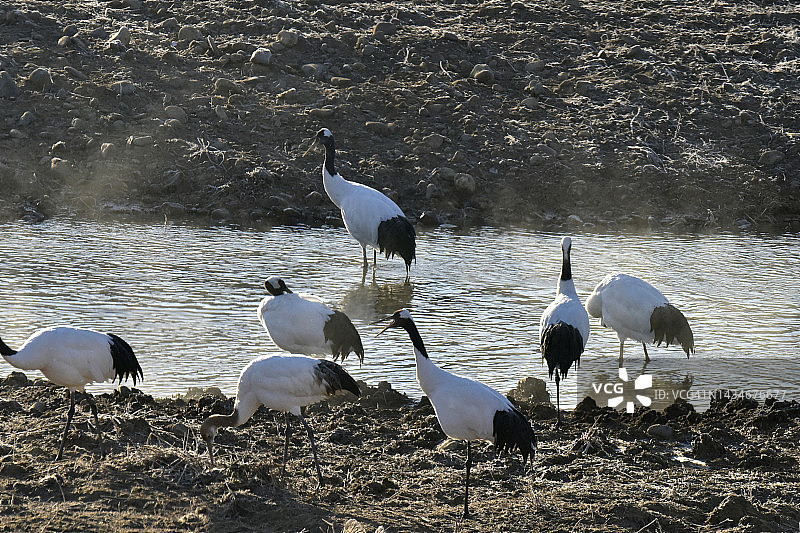 江原道铁原郡的鸟类图片素材