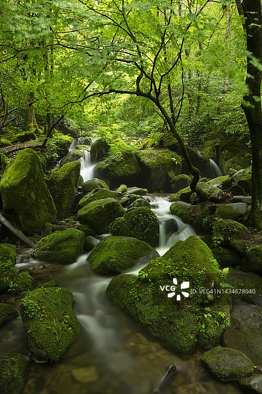 江原道旌善郡的苔藓图片素材