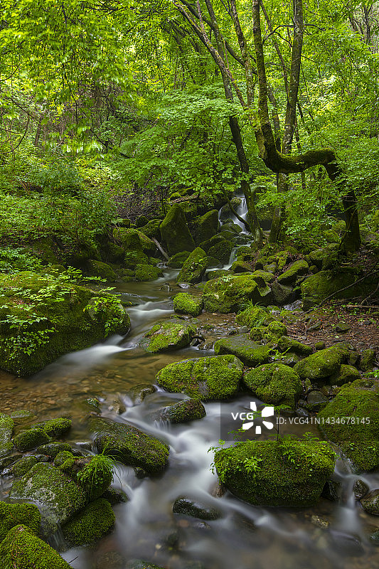 江原道旌善郡的苔藓图片素材