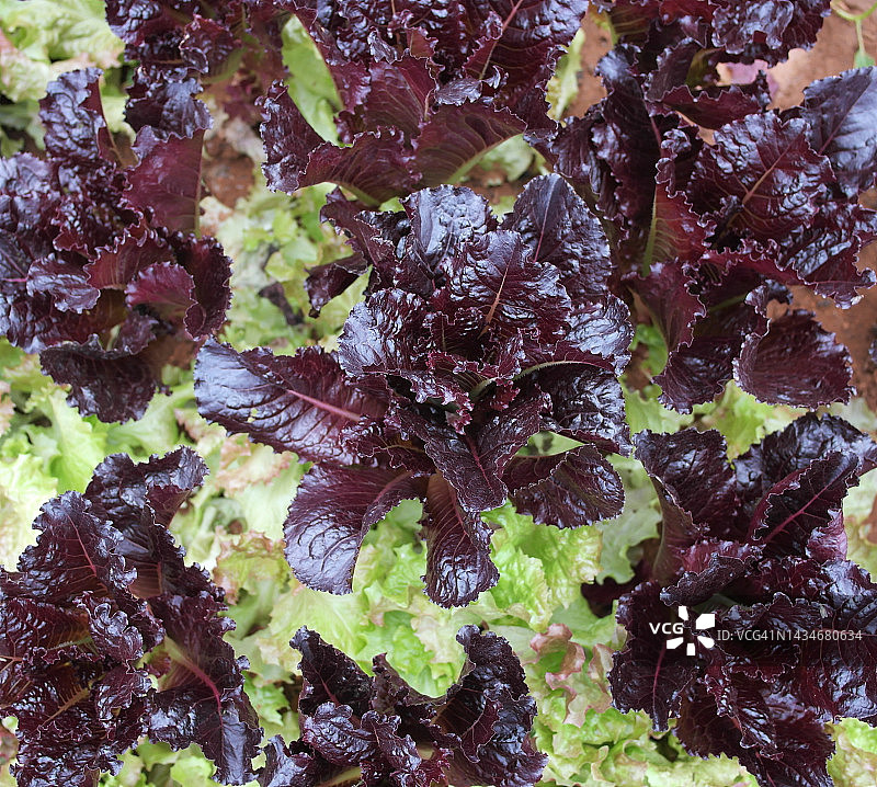 生菜田图片素材