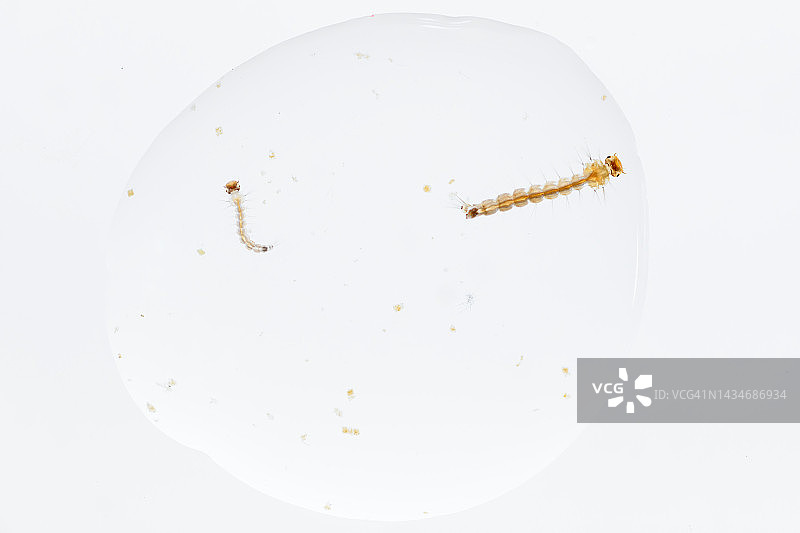 蚊子若虫特写图片素材