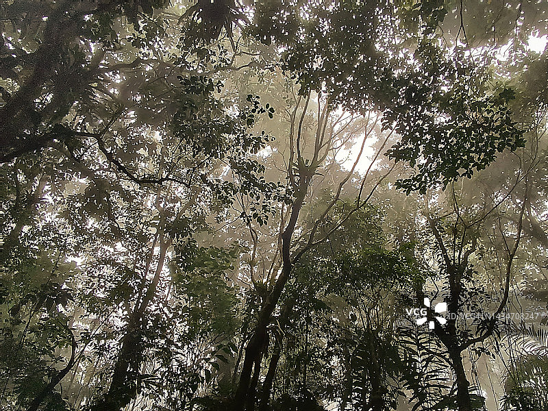 亨利皮蒂埃国家公园森林图片素材