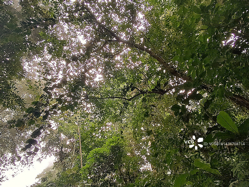 亨利皮蒂埃国家公园森林图片素材