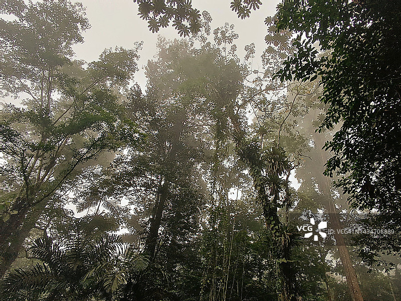 亨利皮蒂埃国家公园森林图片素材