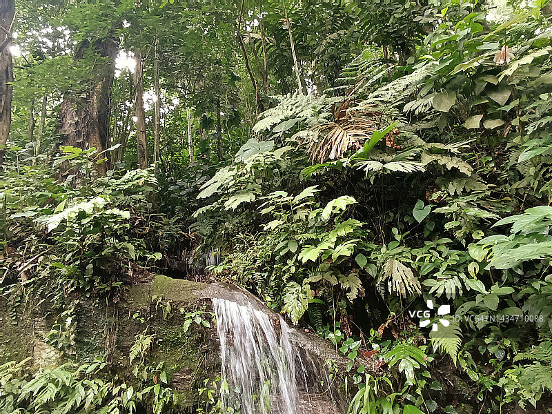 亨利皮蒂埃国家公园森林图片素材