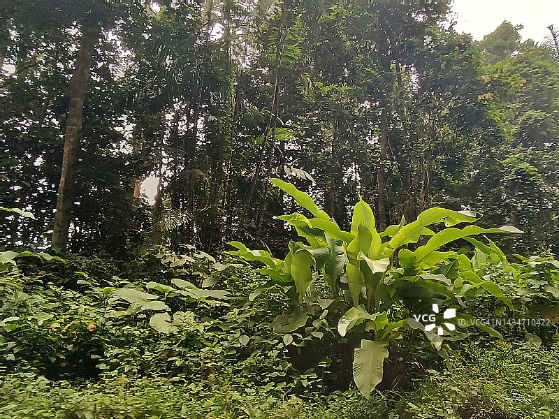 亨利皮蒂埃国家公园森林图片素材