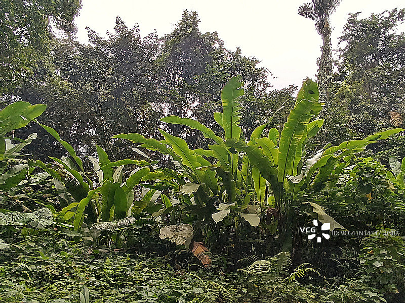 亨利·皮蒂尔国家公园赫蕉与森林图片素材