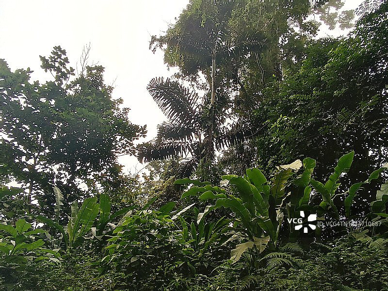 亨利皮蒂埃国家公园森林图片素材