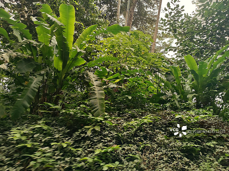 亨利皮蒂埃国家公园森林图片素材