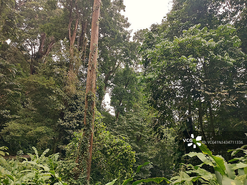 亨利皮蒂埃国家公园森林图片素材