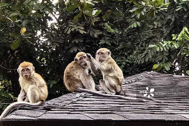 新加坡长尾猕猴图片素材