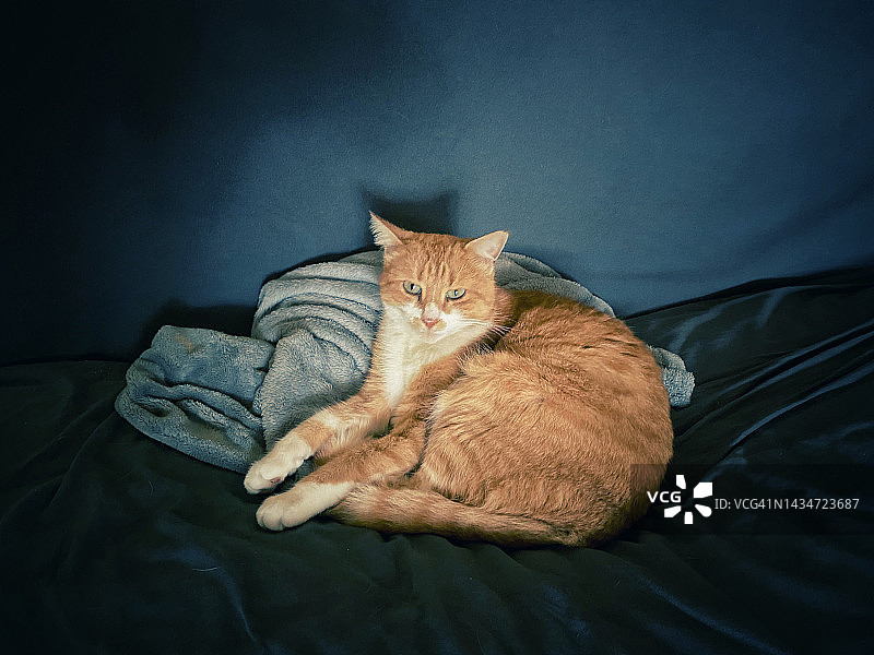 沙发上休息的橘色虎斑猫图片素材