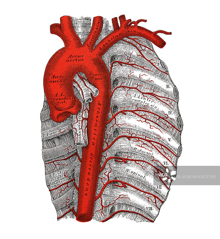 老式彩石版画：人体循环系统 - 胸主动脉图片素材