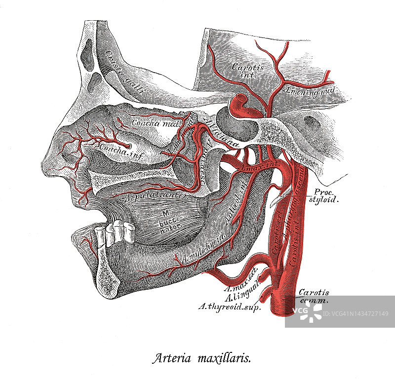 人体循环系统古老彩石版画：上颌动脉图片素材