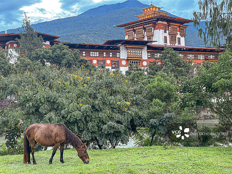 马在普纳卡宗前吃草图片素材