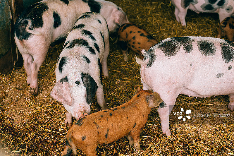 农场动物生活图片素材