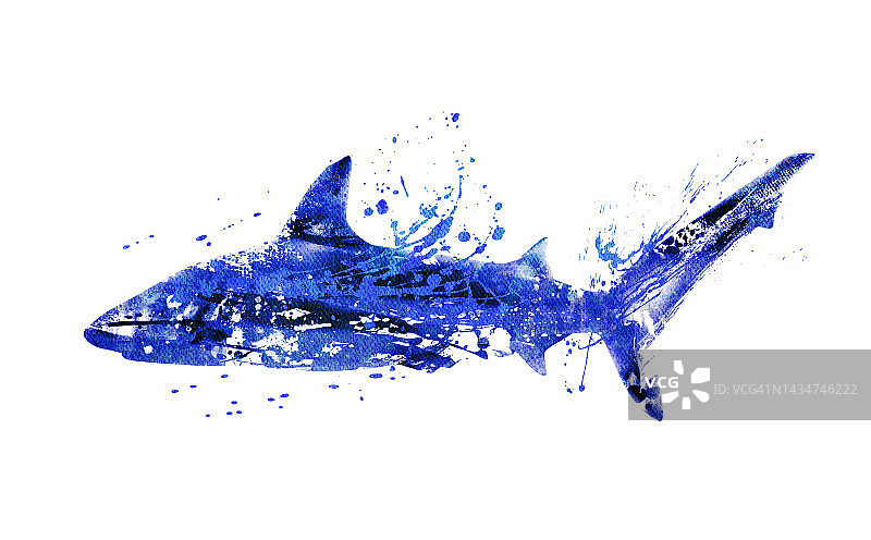 鲨鱼插画图片素材