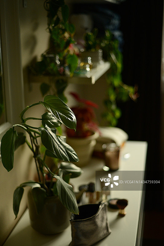 房间里的绿色植物图片素材