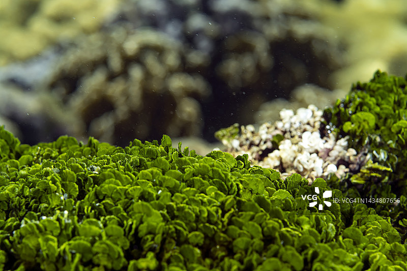 西洋菜藻类图片素材