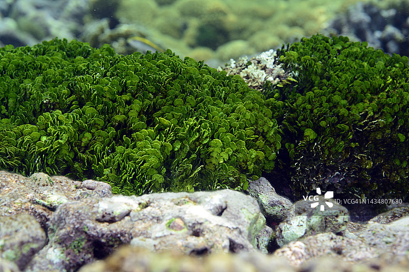 西洋菜藻类图片素材