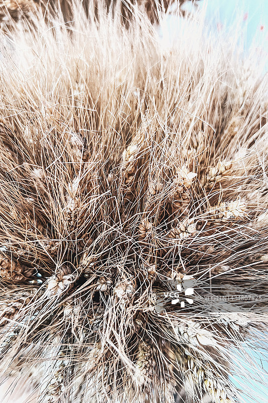 麦穗特写图片素材