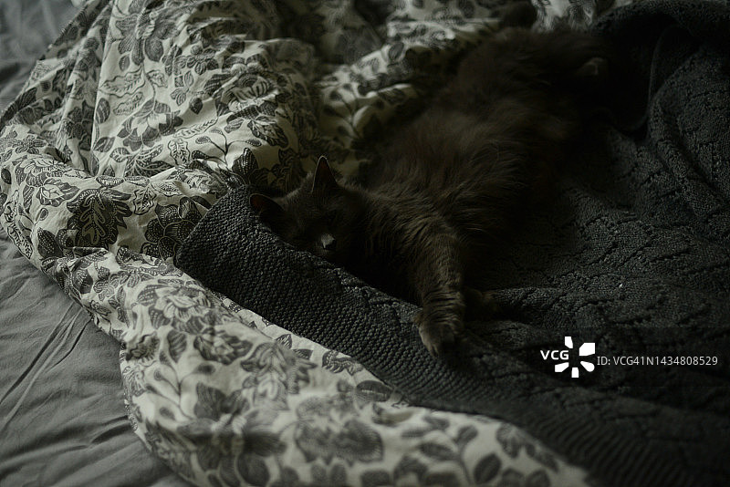 在床上睡觉的黑猫图片素材