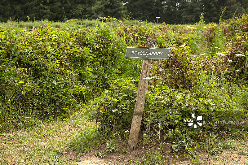 博伊森莓植物区标志图片素材