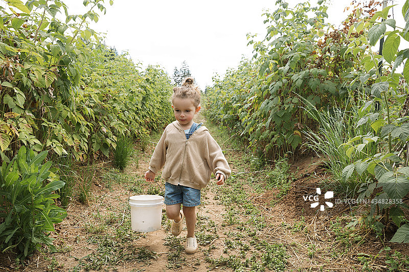 兴奋的幼儿跑下一排覆盆子植物，拿着桶采摘图片素材