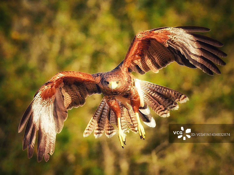 在南德克萨斯州狩猎的哈里斯鹰图片素材