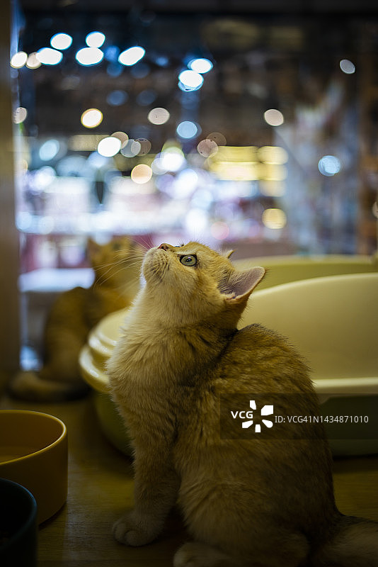 宠物店里可爱的猫图片素材