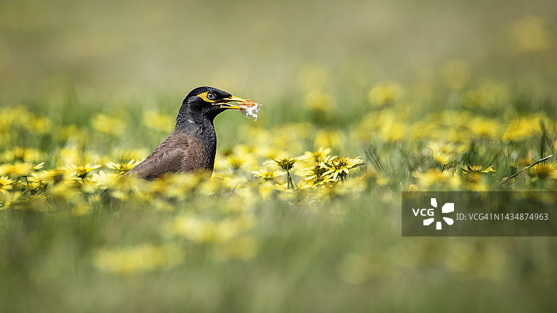 印度八哥鸟（Acridotheres tristis）图片素材