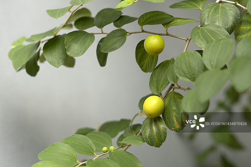印度枣树上的印度枣图片素材