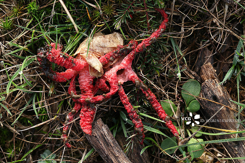 在英国汉普郡草地上生长的罕见非本地物种：阿切氏笼头菌图片素材